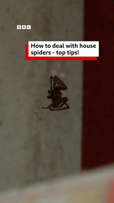 Top tips for dealing with spiders in your home