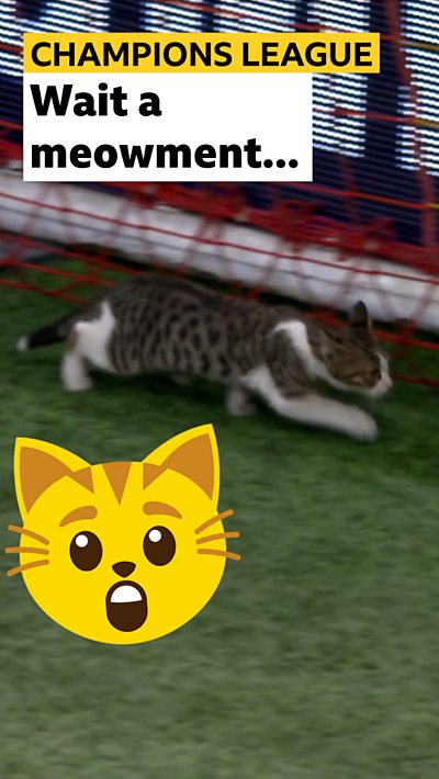 Cat on football pitch