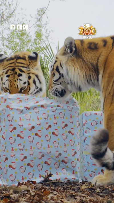 Tigers get Christmas presents too!