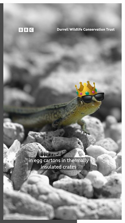 Closeup of a gecko, with emoji crown and sunglasses superimposed over it's face
