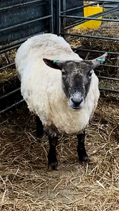 Listen to Radio Scotland Breakfast on BBC Sounds.