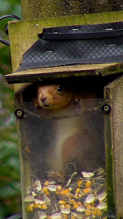 A red squirrel peeks out of the opening of a feeding station