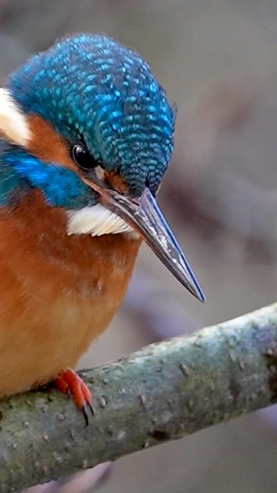 A female kingfisher perches on a branch