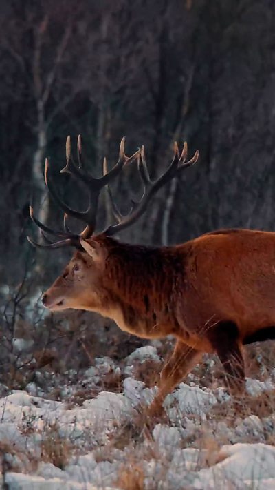A red deer stag walks through a snowy landscape