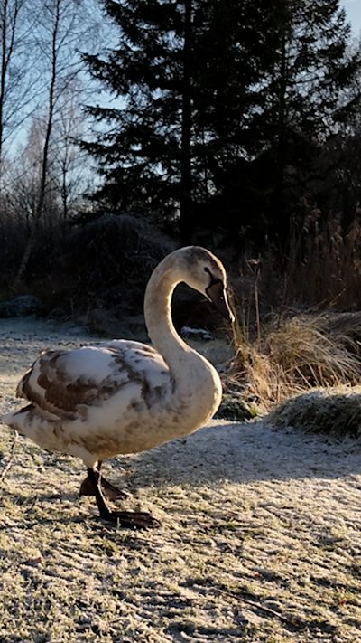 A mute swan walks across the frozen ground