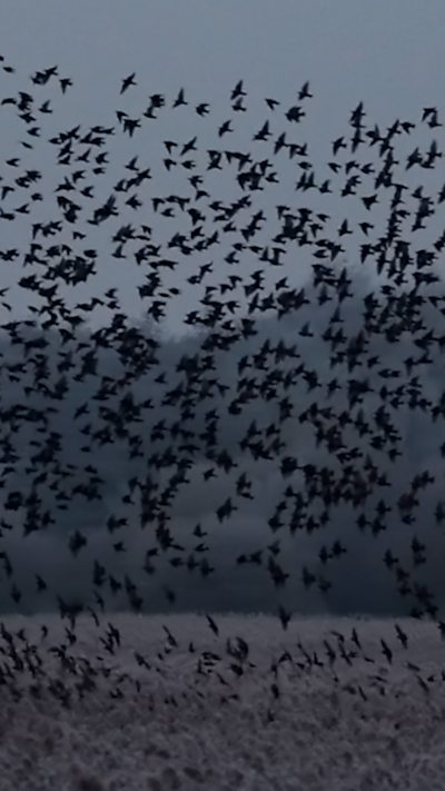 A flock of starlings fly over the reed beds at dusk