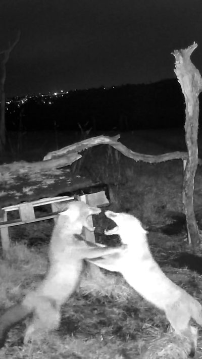 Two foxes fighting in black and white in a garden