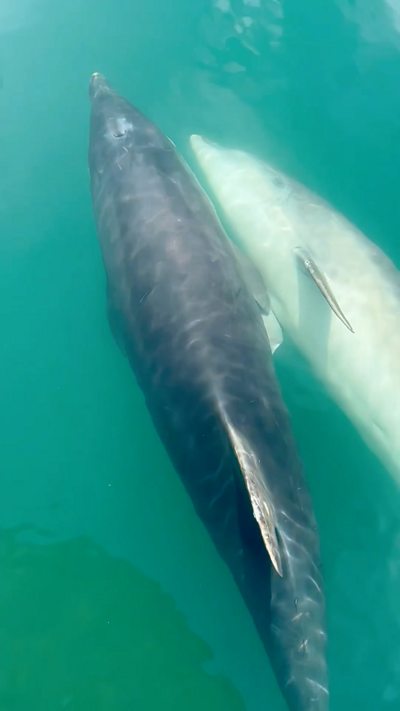 Two bottlenose dolphins swim side by side
