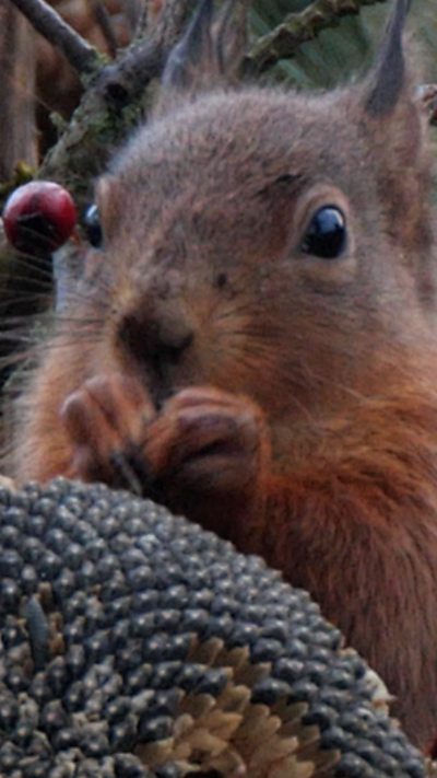 A red squirrel eating at a natural feeding station