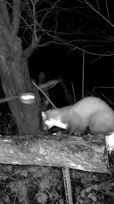A pine marten walks along a log as a tawny owl swoops towards it
