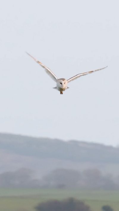 A barn owl hovers in flight