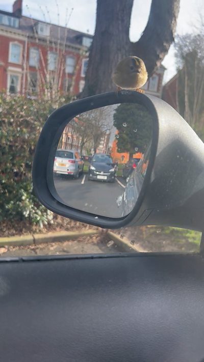 A tiny goldcrest bird sits on the wingmirror of a car