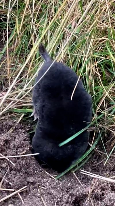 A mole walking along above ground