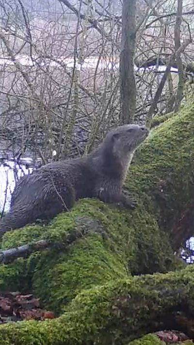 An otter stops for a moment on a mossy tree trunk