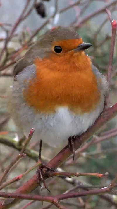 A robin perches on a branch as it snows