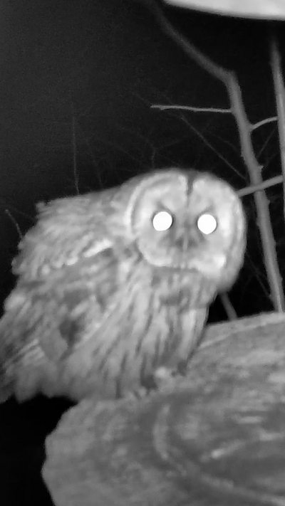A tawny owl perches and stares at the camera