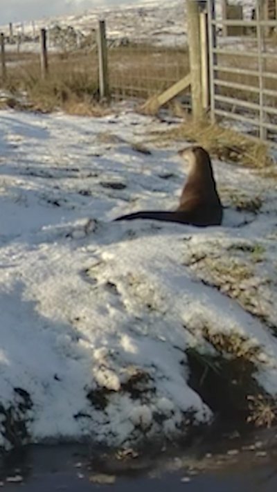 An otter looks into the distance while sitting on the snow next to a fence
