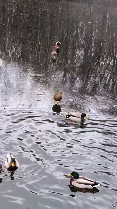 A number of mallard ducks on a partially frozen lake