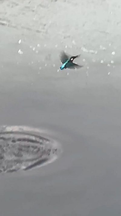 A kingfisher hovers above the water after diving for prey