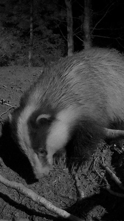 A badger peers into the entrance to its sett