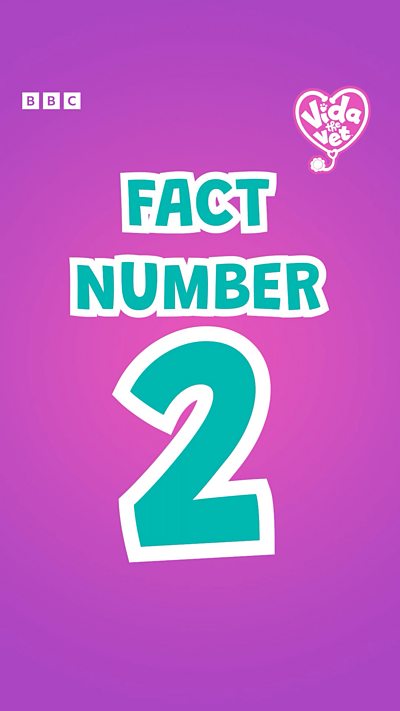 Vida the Vet Animal Fact Number 2