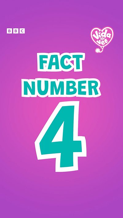 Vida the Vet: Animal Fact Number 4
