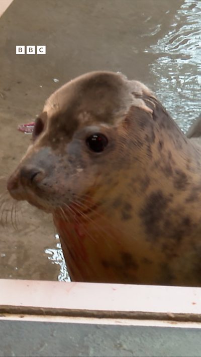 A seal looking at the camera in a shelter