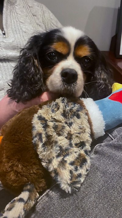 Dog with toy looking at camera