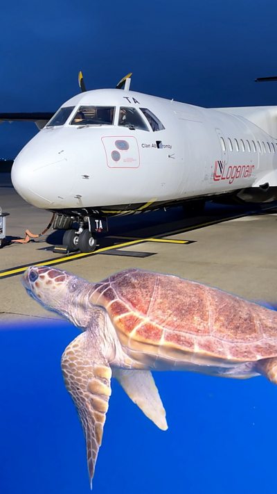 A composite image showing a Loganair aircraft and a Loggerhead turtle swimming