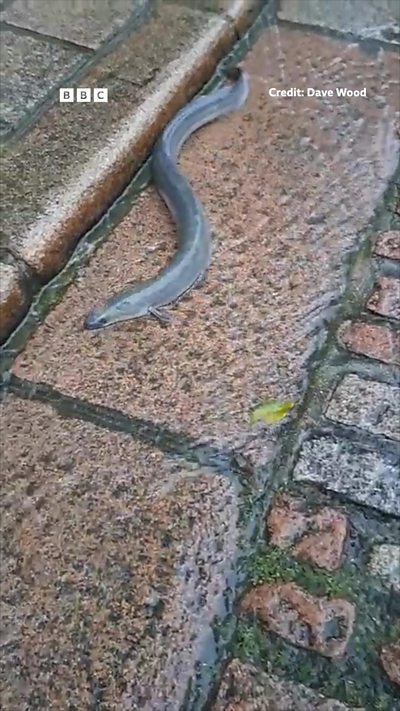 An eel slithers through the gutter in Jersey