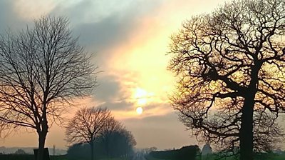 Two trees lit up at dusk with partly cloudy sky above