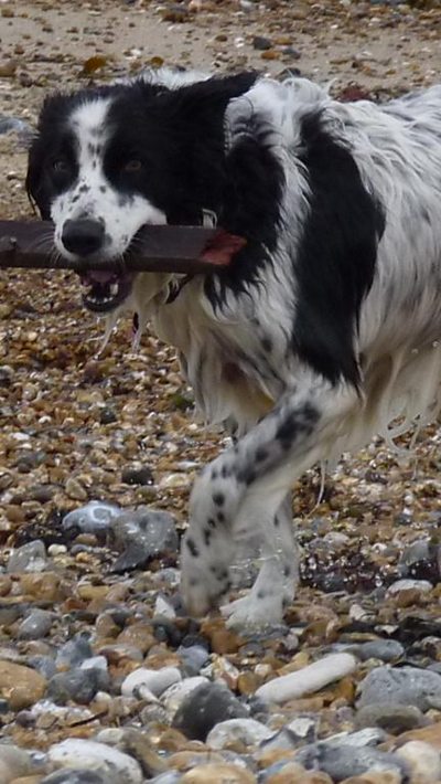 A dog charity on how people can help older pets be adopted and find homes.