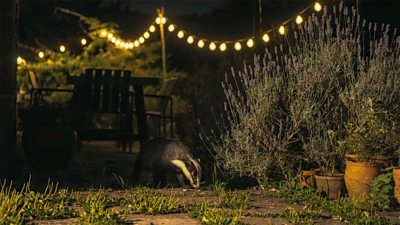 A badger looks for peanuts on a garden patio in the Wye Valley. String lights illuminate the garden.