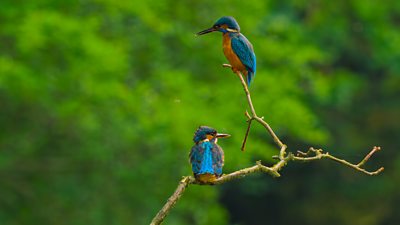 Kingfisher pair perched on a branch.
