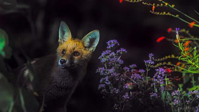 An urban fox in a garden at night.
