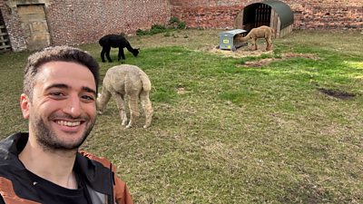 A man smiles as he takes a selfie in front of a patch of grass where some creatures are grazing
