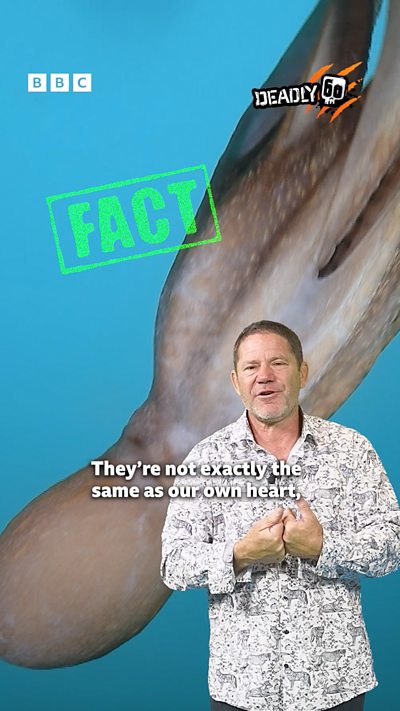 Steve BUSTS top animal myths