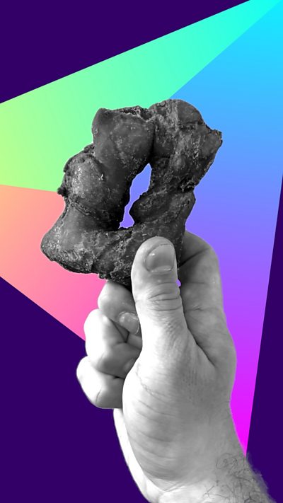 A hand holding a Jersey Wonder