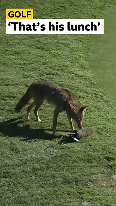 Coyote stealing a mic