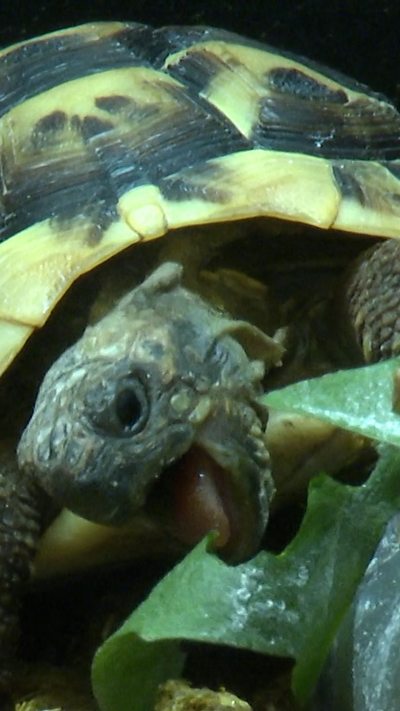 Crwbanod Cân i Gymru yn cyrraedd Ysgol Pentrefoelas