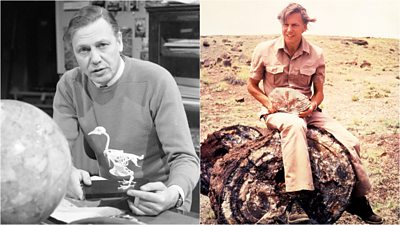 On the left: A black and white shot of Sir David Attenborough sitting at a desk for Fabulous Animals in 1975. He holds a small skeleton on a plinth as he speaks to camera, with a globe and telephone on the desk in front of him. On the right: Sir David Attenborough sits outdoors holding a large fossil in Life on Earth in 1979. He wears a beige shirt and trousers and black laced up boots