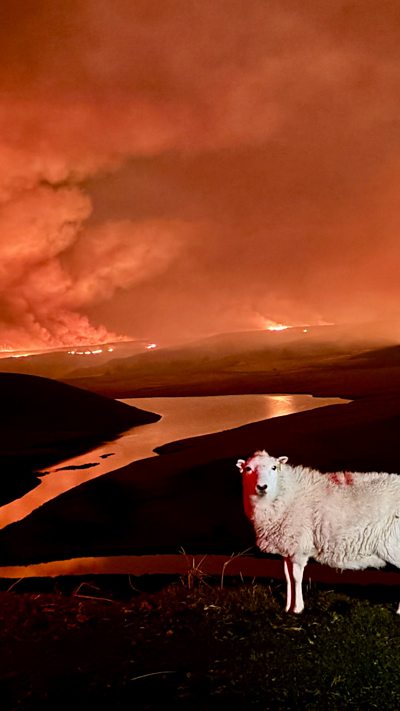 Y cyflwynydd a ffermwr yn son am effaith y tannau gwyllt yng Nghwm Elan