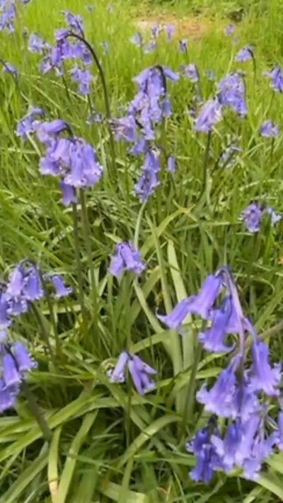 How to protect Devon's blooming bluebells
