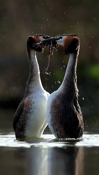 Two great crested crebes engage in a courtship dance. From Andrew Morkot