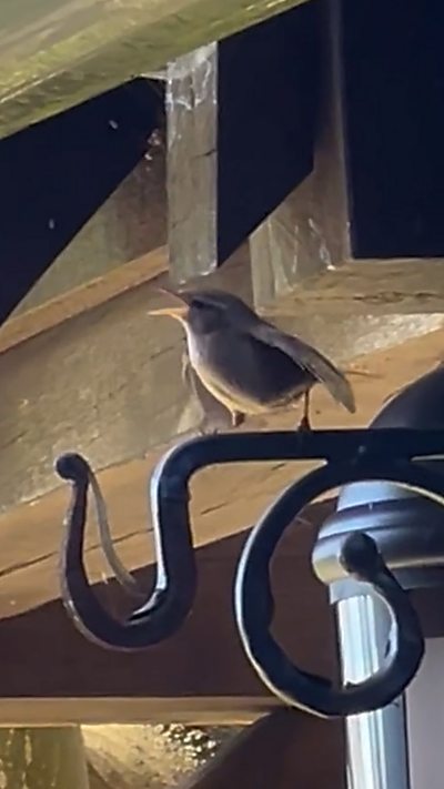 A wren perches on a hanging basket hook while singing. From Susan Smith