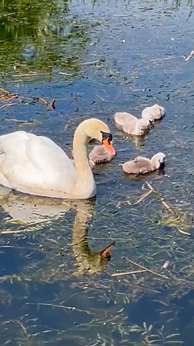 An adult mute swan with its fluffy grey cygnets. From Helen Rose