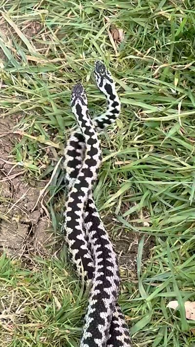 Two adders entwine as they wrestle for territorial dominance. From Graham Hubbard
