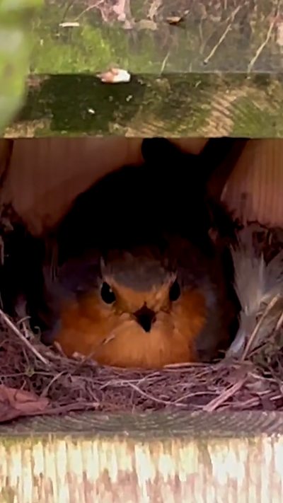 An adult robin sits on its nest inside a nest box. From Martin Peers