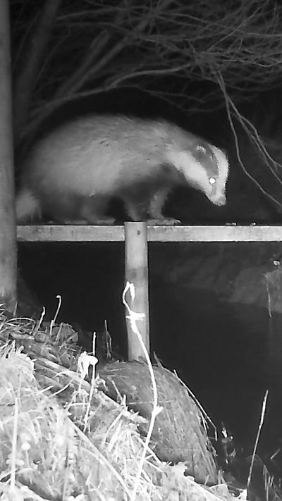 A badger stands on a small bridge over a river. From Will Lewis