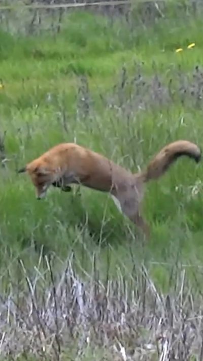 A red fox, mid pounce, in long grass. From Harry Hancock